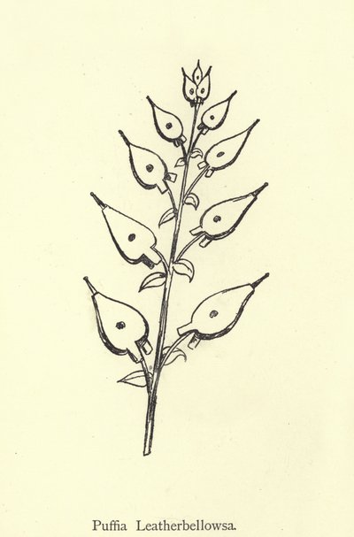 Puffia Leatherbellowsa by Edward Lear